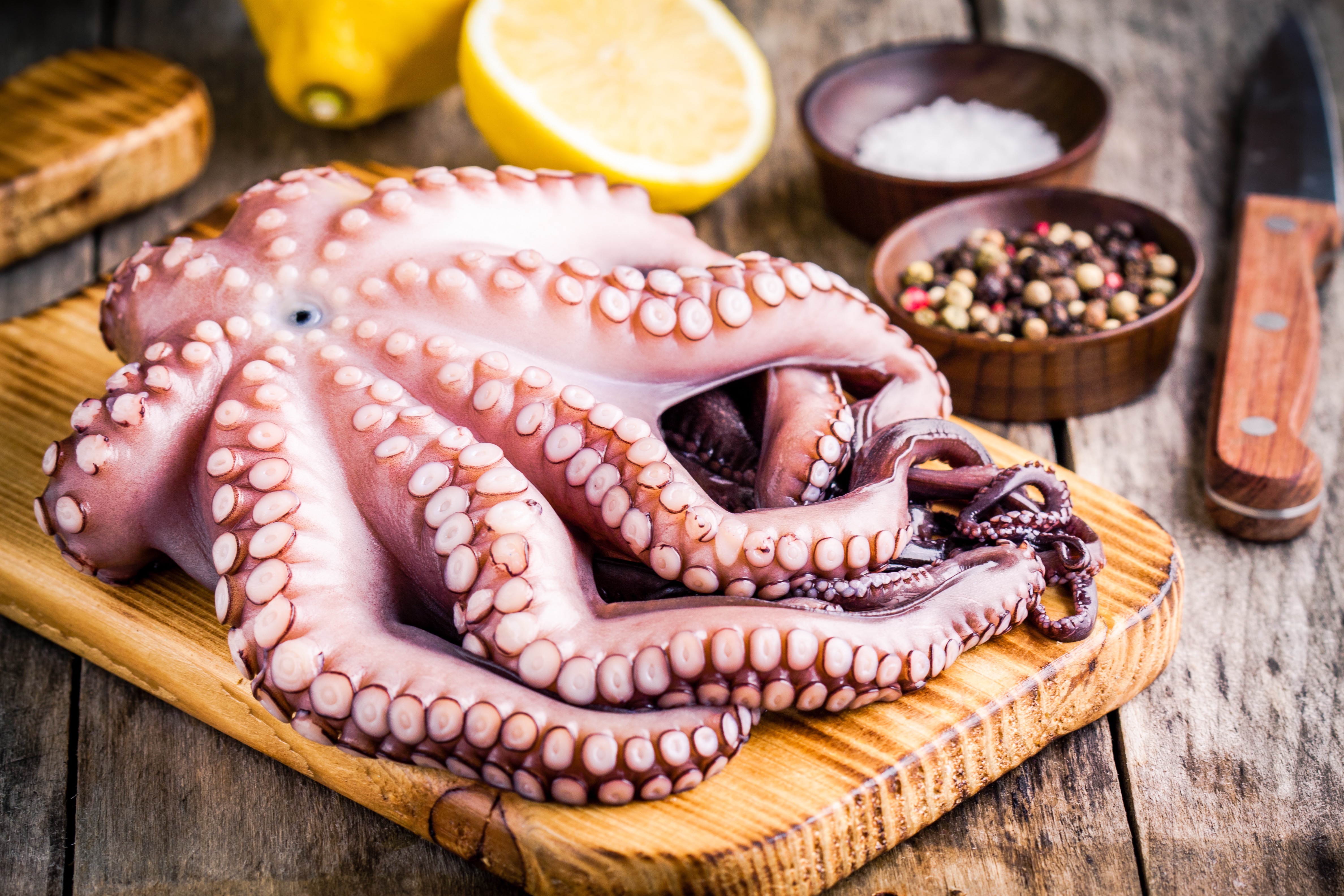 Squid and Octopus Export: The first warm sunlight after gloomy days