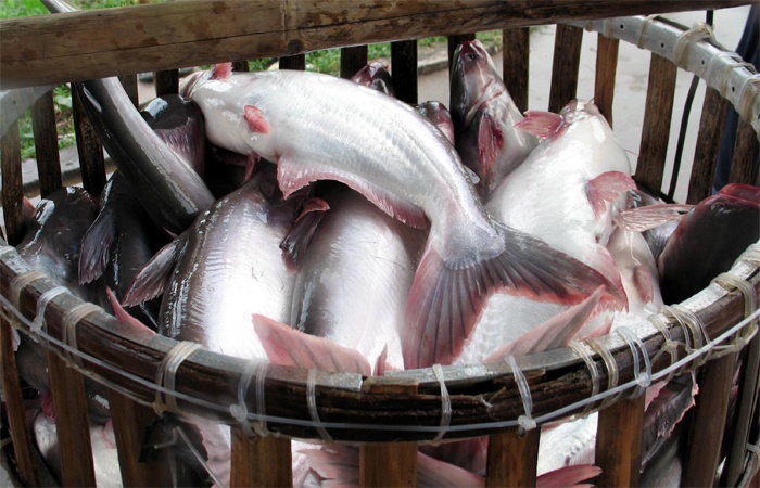 Làm trắng thịt cá tra trong nuôi trồng